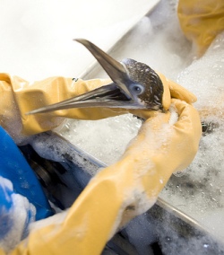 Worker washing oil off a bird